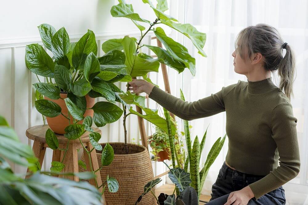 Indoor Plant Benefits