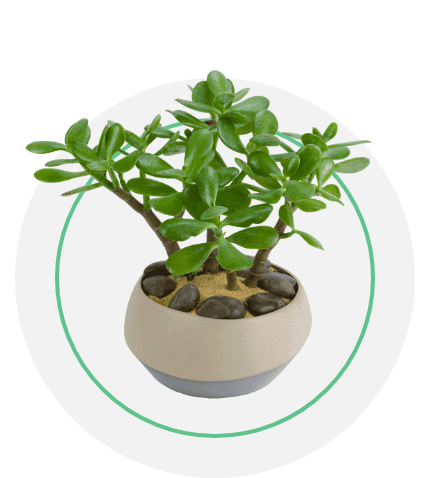 Outdoor Plants