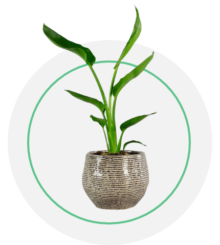 Plant Rental